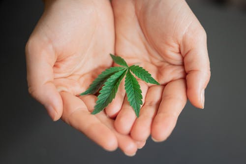 Jak długo marihuana zostaje w naszym organizmie?